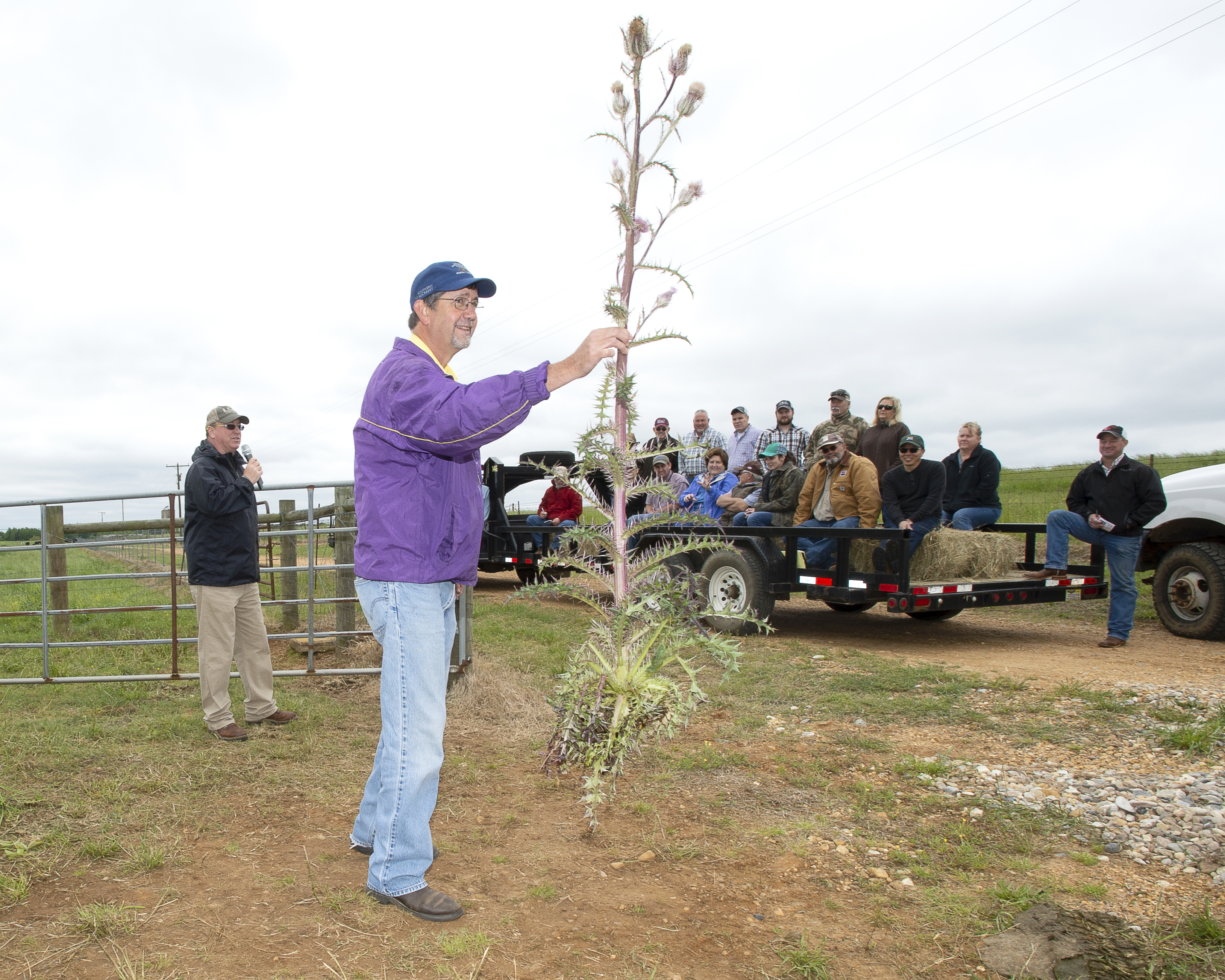 AgCenter field day features pasture, cattle information 